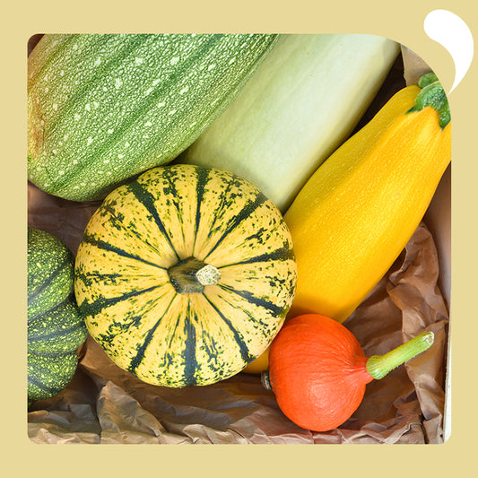 summer and winter squash