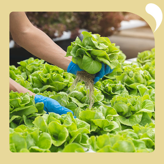 a hand is pulling lettuce
